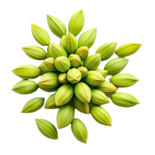 Cardamom Pods Cardamom Pods