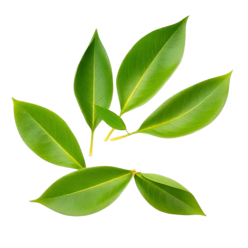 Green Tea Leaves Green Tea Leaves
